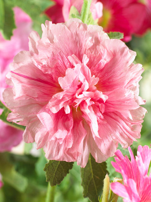 Hollyhock Majorette Double Pink