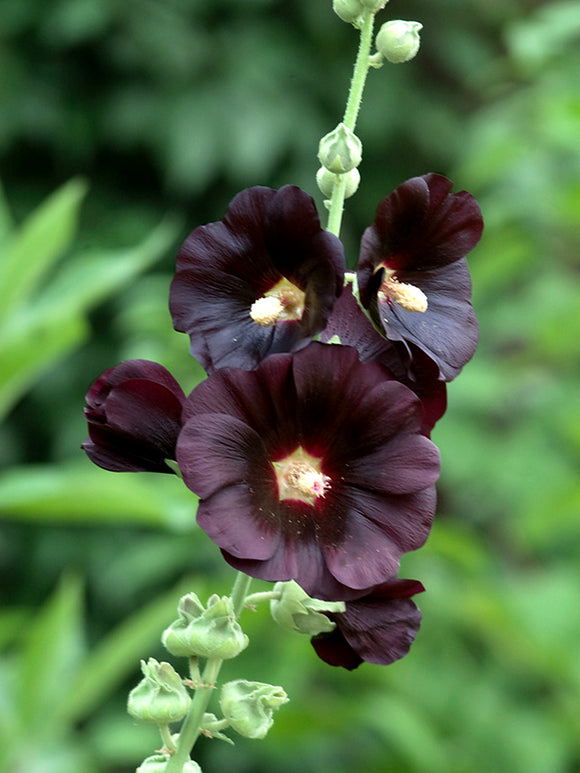 Alcea Hollyhock ‘Nigra’