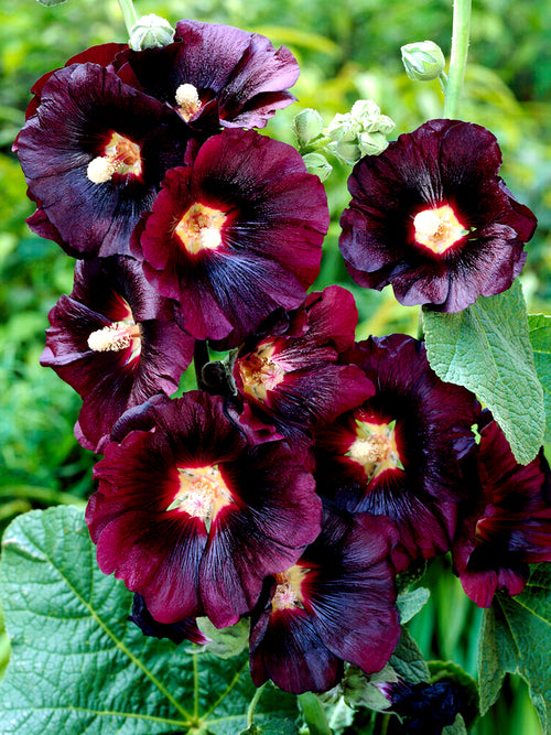 Alcea Hollyhock ‘Nigra’