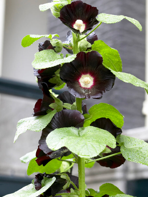 Alcea Hollyhock ‘Nigra’