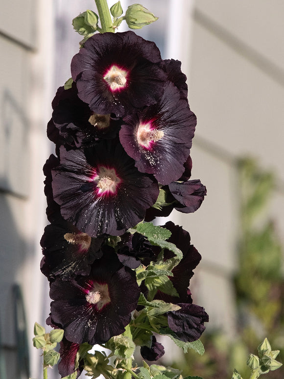 Alcea Hollyhock ‘Nigra’