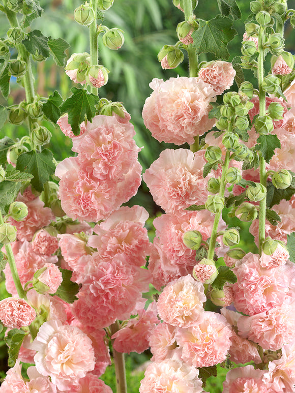 Hollyhock Peaches and Dreams