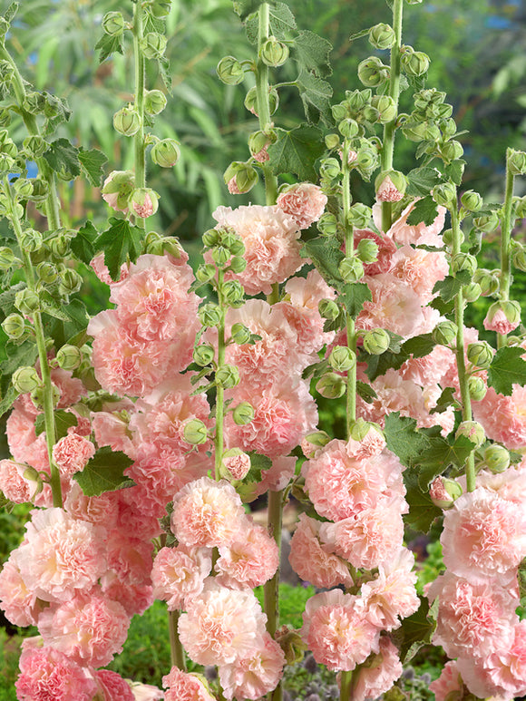 Hollyhock Peaches and Dreams