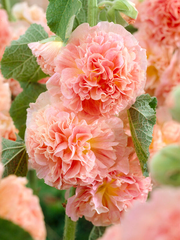 Hollyhock Peaches and Dreams