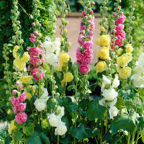 Chater's Double Hollyhock Mix (Alcea Rosea)