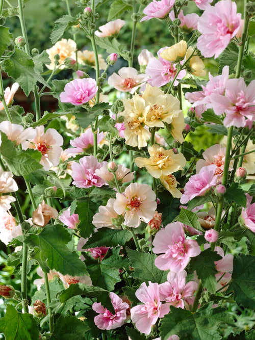 Hollyhock Single Mix (Alcea Rosea)