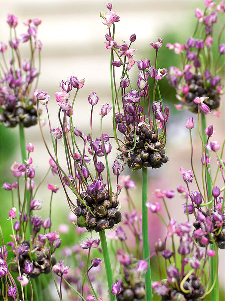 Black and White Contour Folk Art Allium Flowers Artwork Framed Wall Art  Print A4