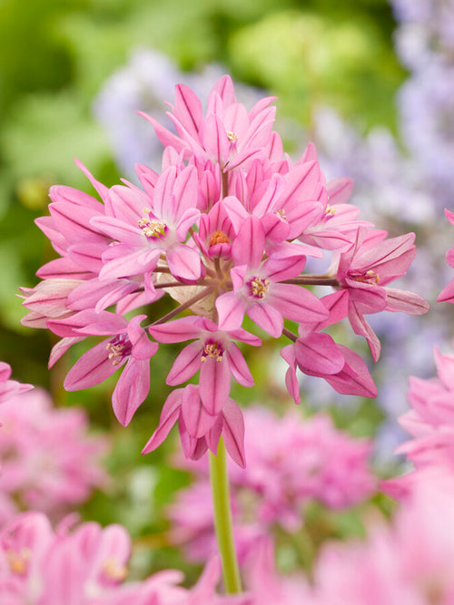 Allium Ostrowskianum - Pink, Purple Allium Bulbs