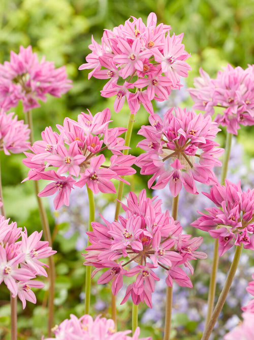 Allium Ostrowskianum - Pink, Purple Allium Bulbs