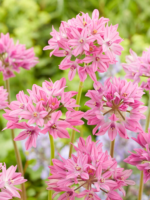 Allium Ostrowskianum - Pink, Purple Allium Bulbs