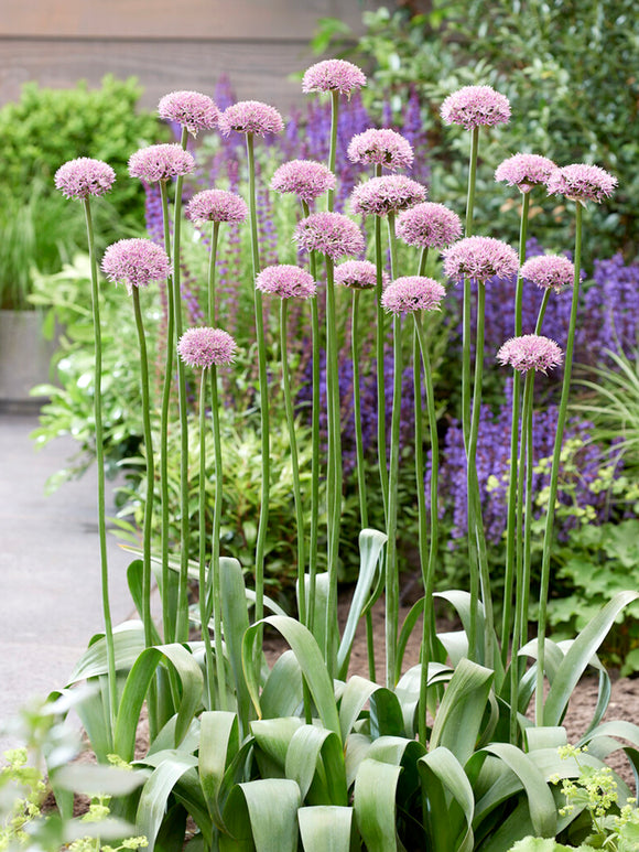 Allium Pink Sensation