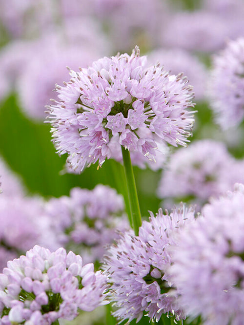 Allium Summer Beauty