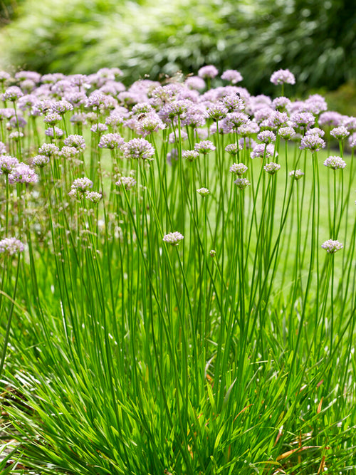 Allium Summer Beauty