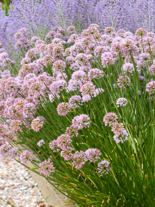  Allium Summer Beauty