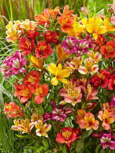 Alstroemeria Majestic Mix