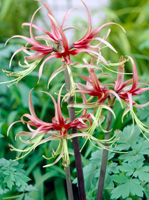 Jumbo Amaryllis Chico