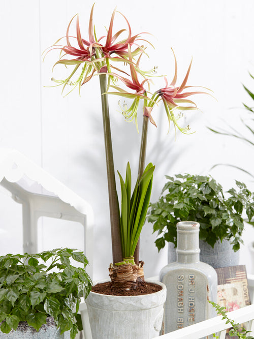 Jumbo Amaryllis Chico