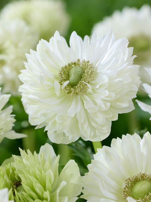 Anemone Fullstar White