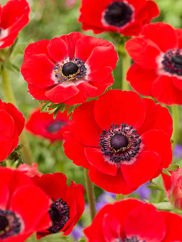 Anemone Galilee Red