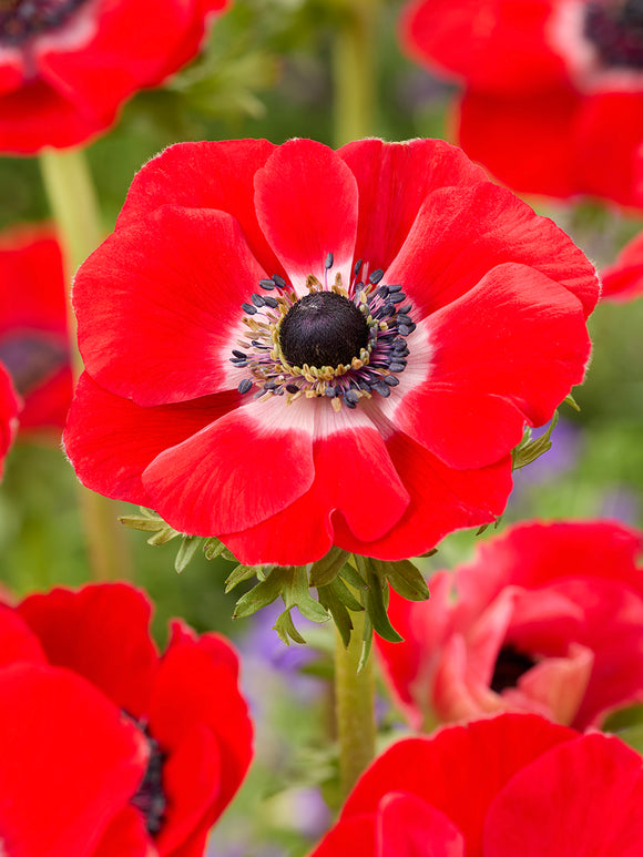 Anemone Galilee Red