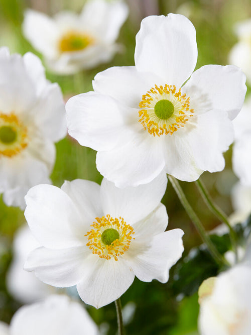 Japanese Anemone Honorine Jobert