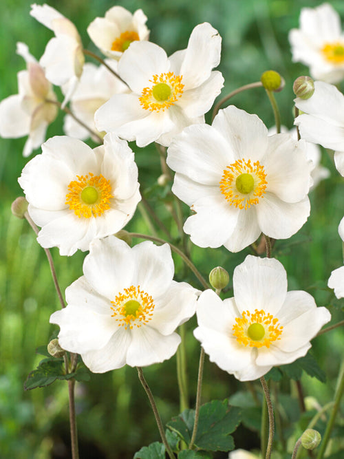 Japanese Anemone Honorine Jobert