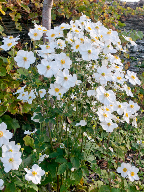 Japanese Anemone Honorine Jobert