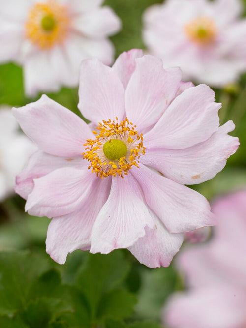 Anemone Japonica Queen Charlotte