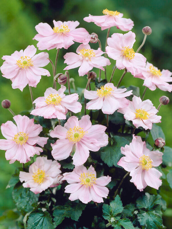 Anemone Japonica Queen Charlotte