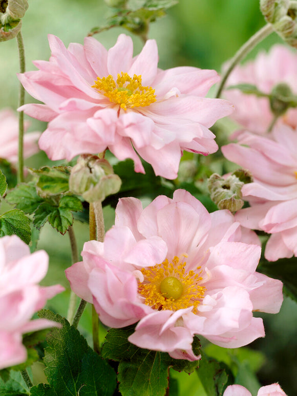 Anemone Japonica Queen Charlotte