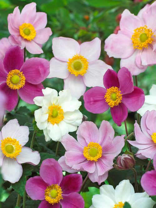 Anemone Japanese Mix