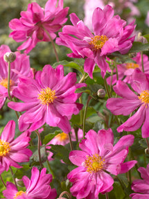 Japanese Anemone Prince Henry