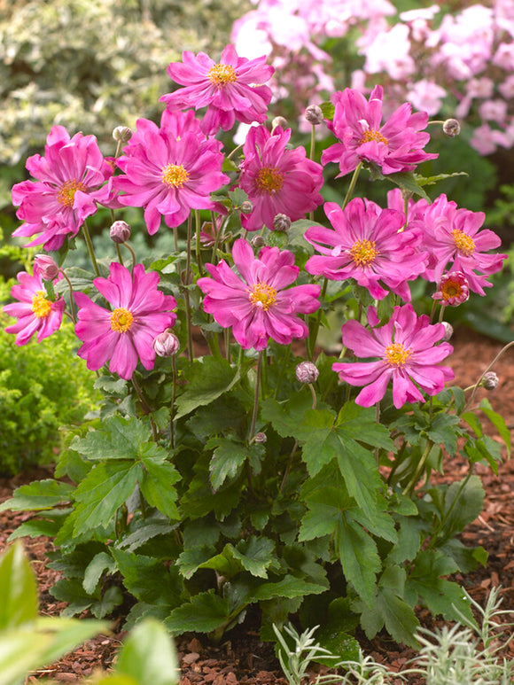 Anemone Prince Henry Prinz Heinrich