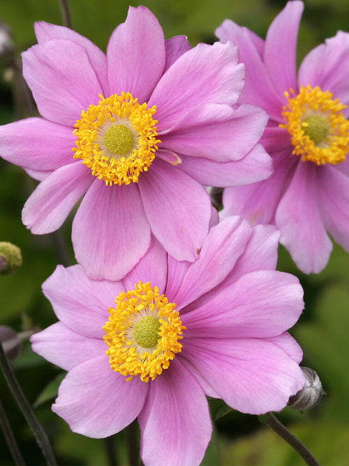 Japanese anemone ‘Serenade’