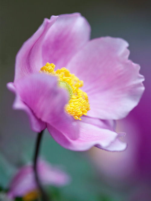 Japanese anemone ‘Serenade’