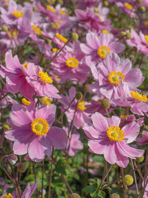 Japanese Anemone Serenada