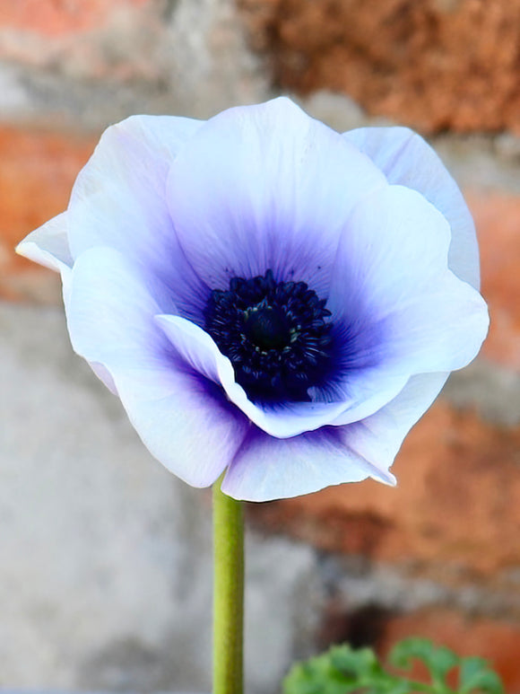 Anemone Rainbow Blue/White