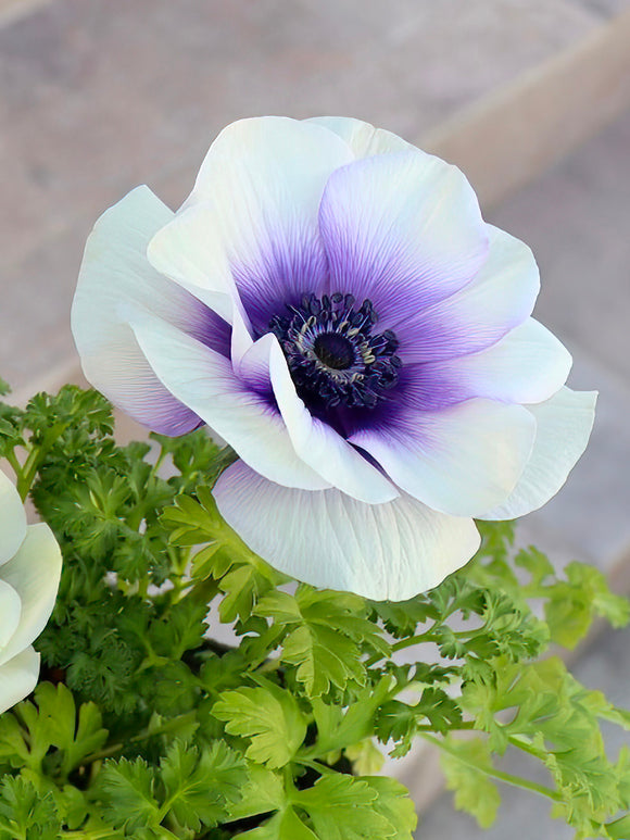 Anemone Rainbow Blue/White