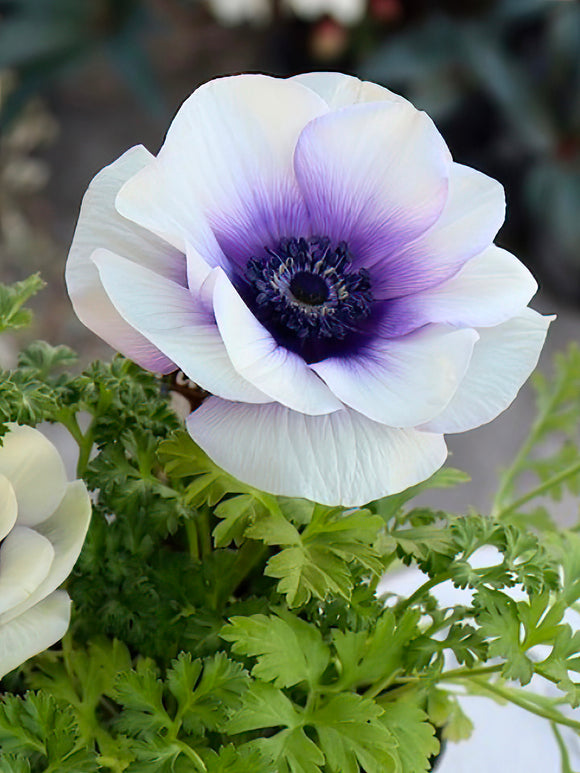 Anemone Rainbow Blue/White