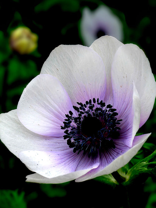 Anemone Rainbow Blue/White