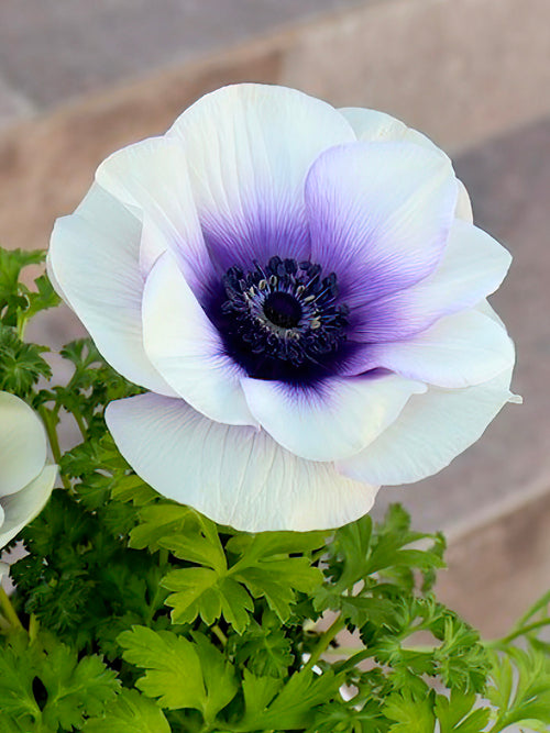 Anemone Rainbow Blue/White