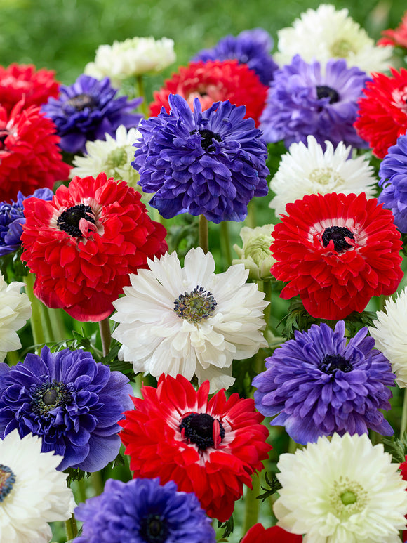 Anemone Stars and Stripes Collection