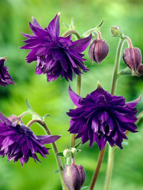 ‘Blue Barlow’ is a striking double Columbine (Aquilegia)