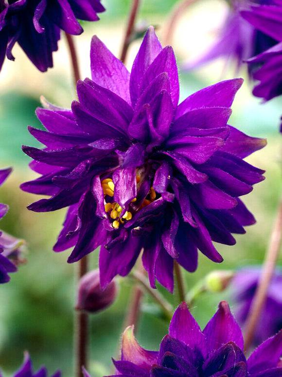 ‘Blue Barlow’ is a striking double Columbine (Aquilegia)