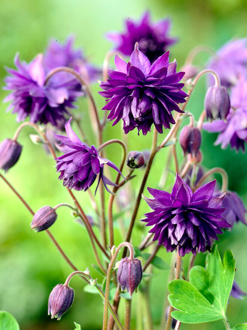 ‘Blue Barlow’ is a striking double Columbine (Aquilegia)