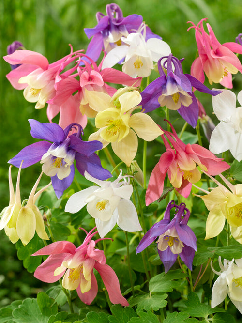 Aquilegia McKana Hybrids Mix (Columbine)