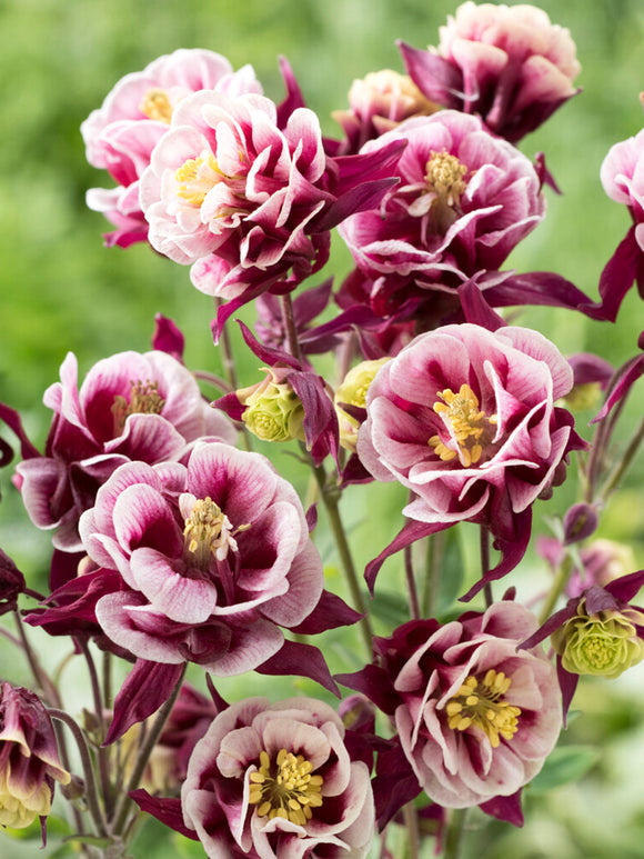 Columbine Winky Red and White