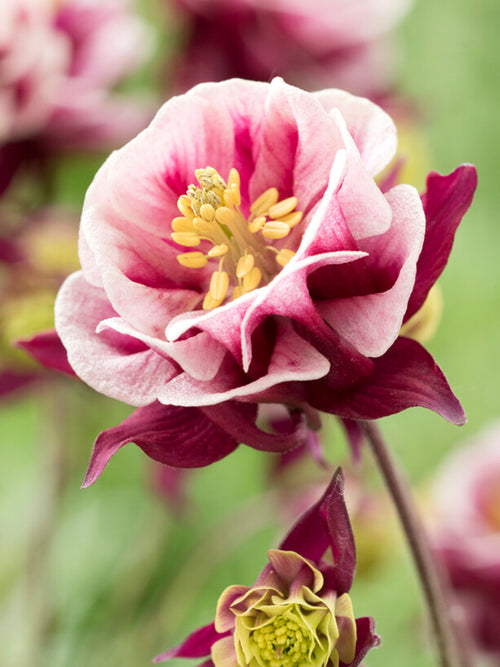 Columbine Winky Red and White