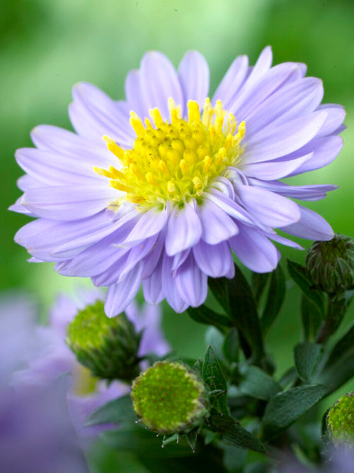 Aster Lady in Blue