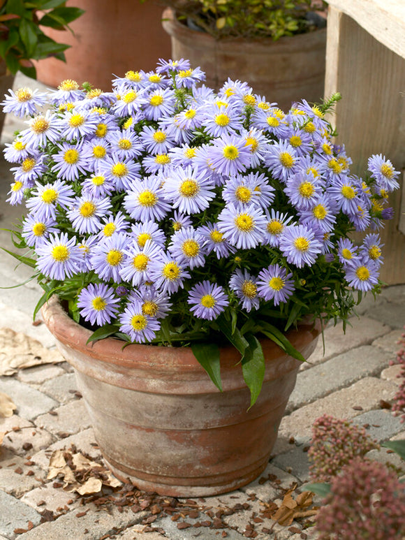 Aster Lady in Blue